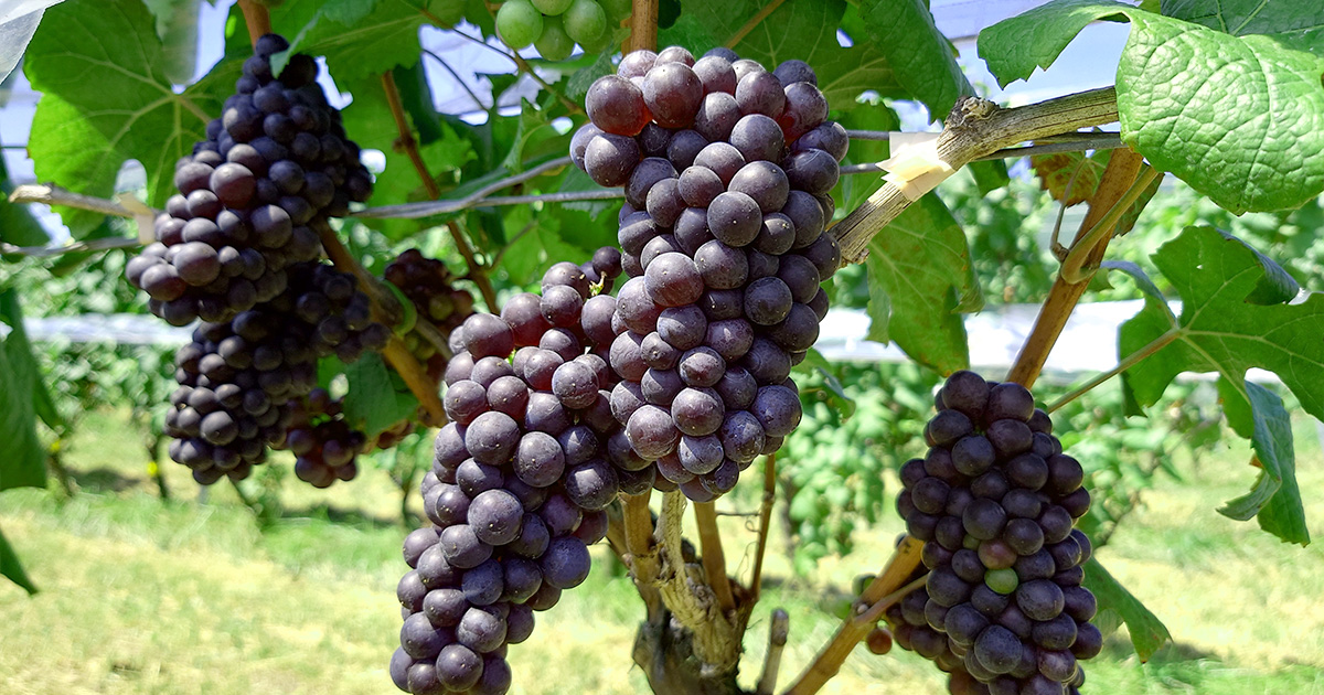 いにしぇの里葡萄酒 のワイン一覧 - ピノ・ノワール - リースリング